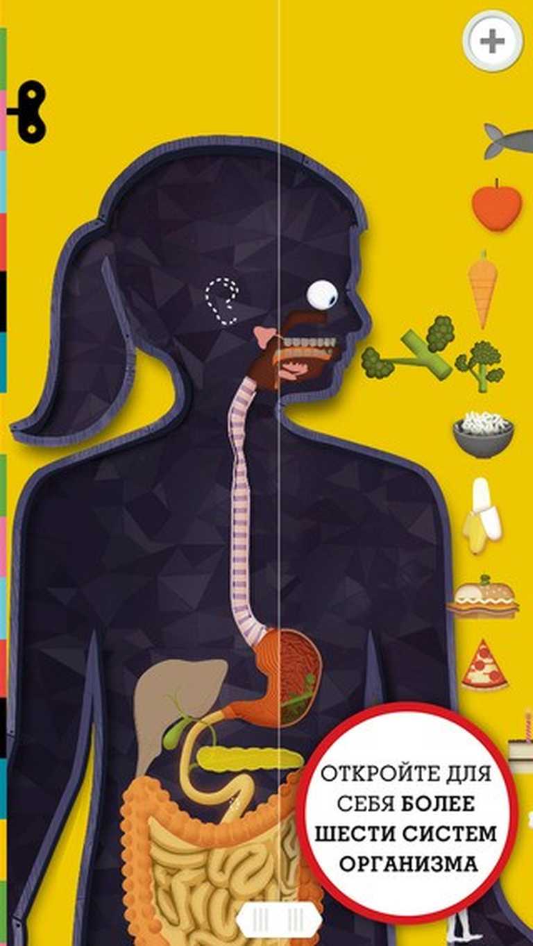 The Human Body